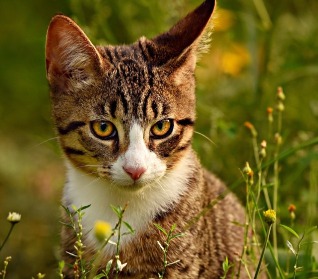 Wie Sie Ihre Katze vor Grasmilben schützen
