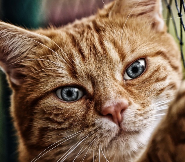 Was hilft gegen Haarausfall bei Katzen?