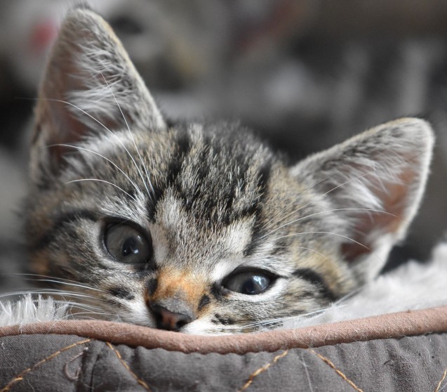 Was hilft gegen IBD bei Katzen?