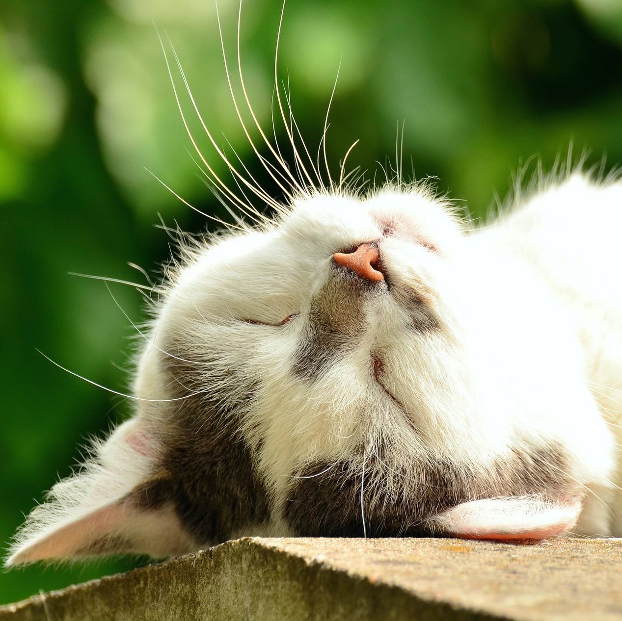 Müssen schnarchende Katzen zum Tierarzt?