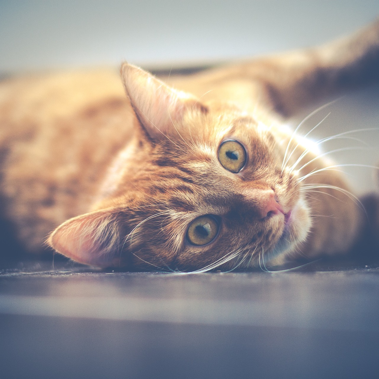 Futtermilben können bei Katzen Allergien auslösen