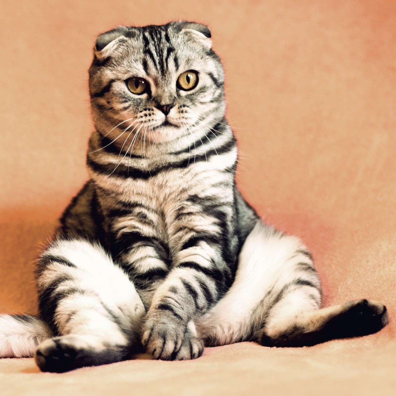 Wie verläuft eine Bindehautentzündung bei Katzen?